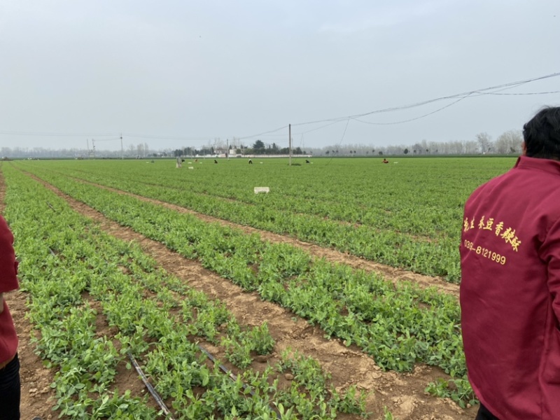 新鲜豌豆尖基地直发，现采现发