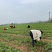 新鲜豌豆尖基地直发，现采现发