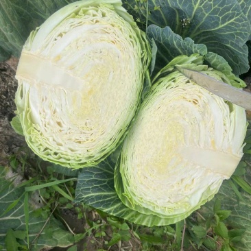大量供应，奥奇那，扁包菜基地供应货量充足价格便宜