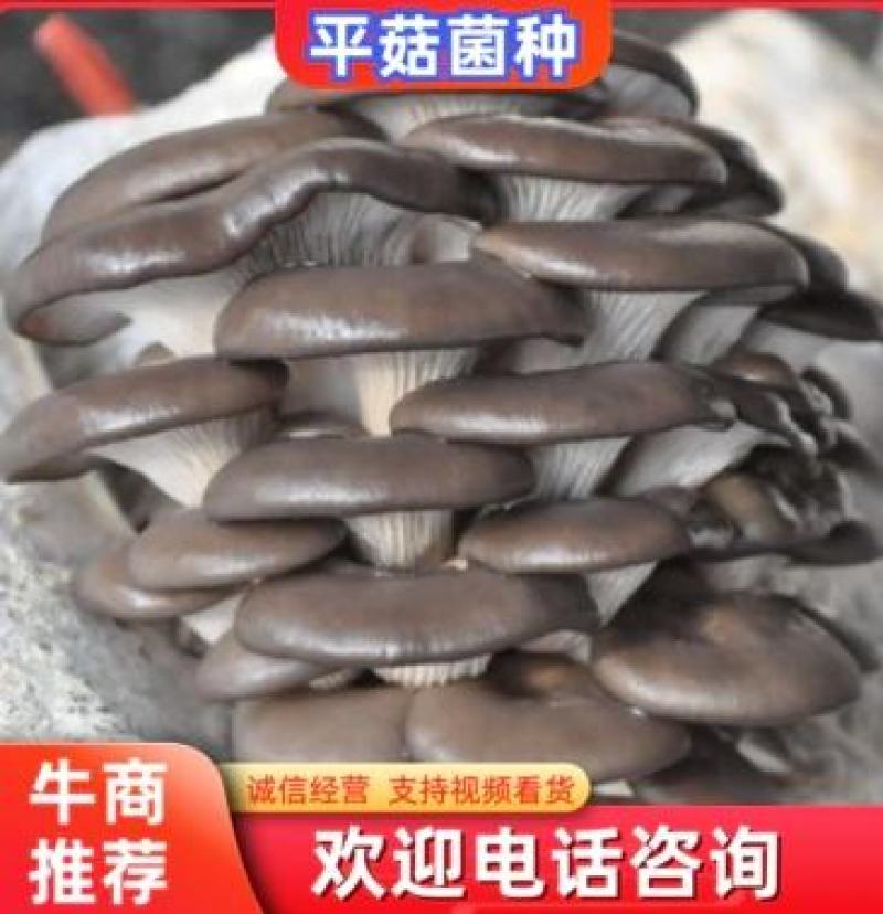 平菇菌种，广温型平菇菌种，高温型平菇菌种菌种，菌包菌棒直