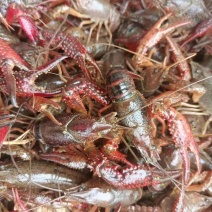 湖虾小龙虾主养6-8钱（30-40克）活虾