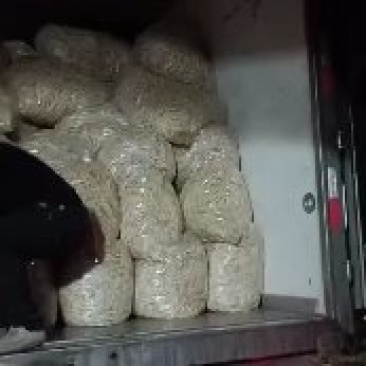 红叶子根