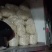 红叶子根