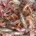 稻田套养2-4钱（10-20克）小龙虾活虾，虾肉肥美