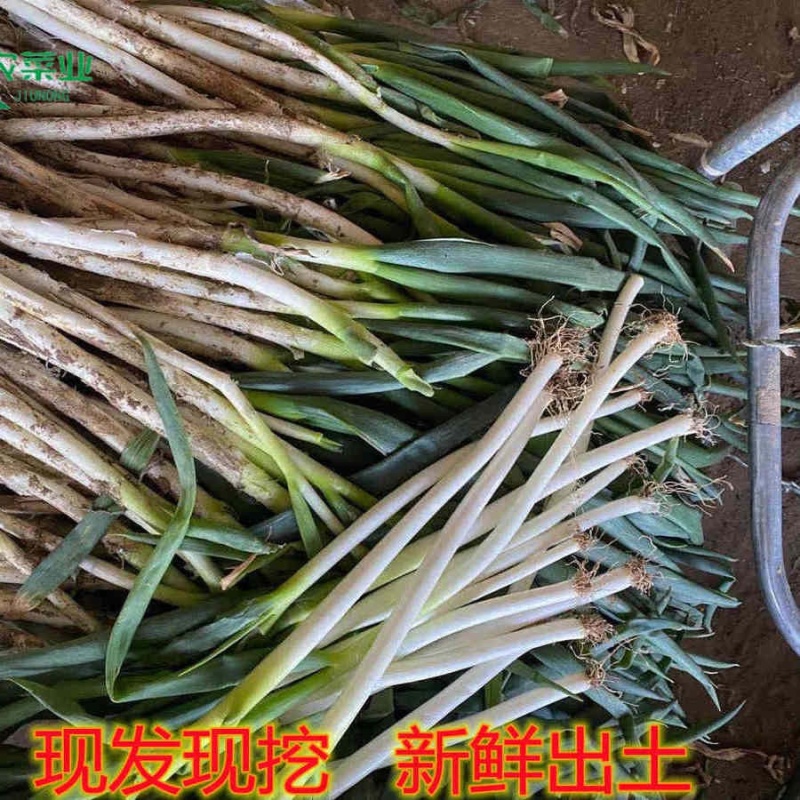 【大葱】曹县精品长白大葱大量有货农家自种欢迎采购