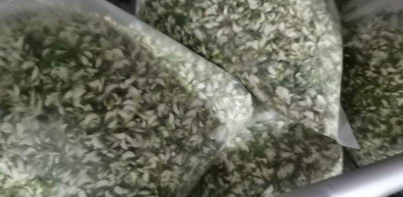 2026年新鲜槐花大量上货中货源稳定质量三包