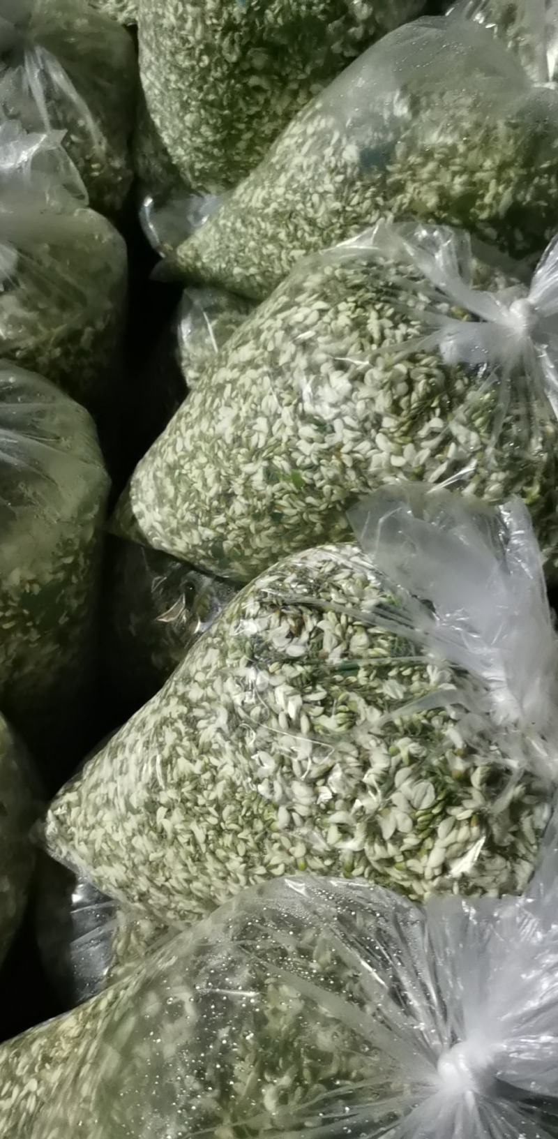 2026年新鲜槐花大量上货中货源稳定质量三包