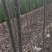 107速生杨树苗大量有货需要的联系
