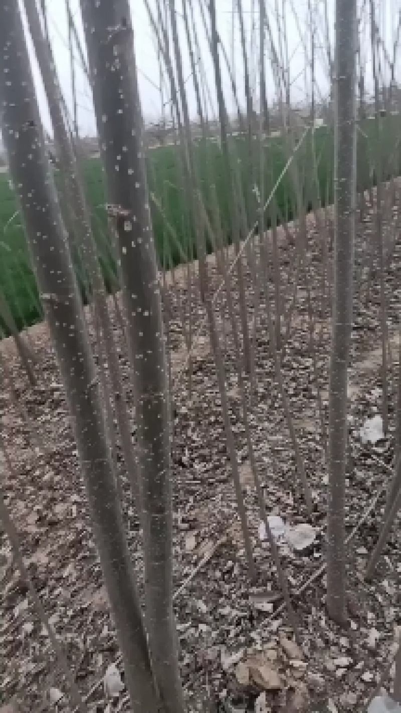 107速生杨树苗大量有货需要的联系