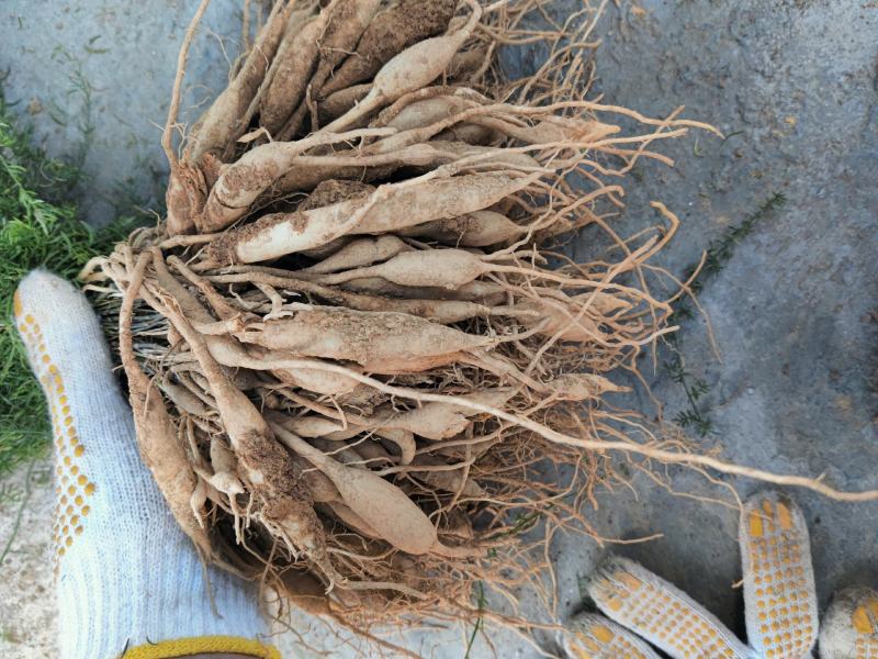 云南文山天冬苗种植基地直供，质量保证，包教技术欢迎采购