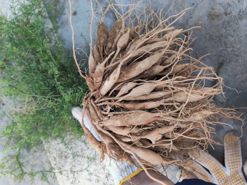 云南文山天冬苗种植基地直供，质量保证，包教技术欢迎采购