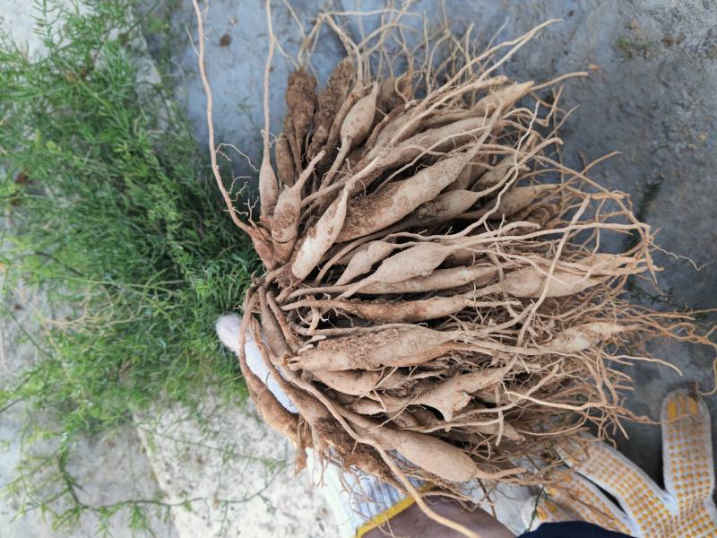 云南文山天冬苗种植基地直供，质量保证，包教技术欢迎采购