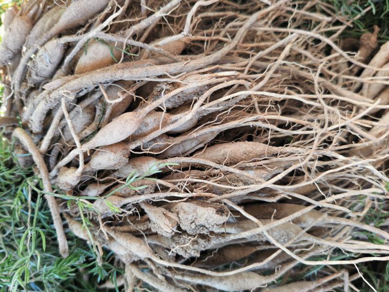 云南文山天冬苗种植基地直供，质量保证，包教技术欢迎采购