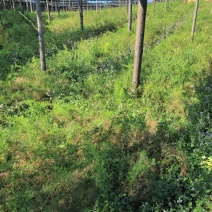 云南文山天冬苗种植基地直供，质量保证，包教技术欢迎采购