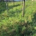 云南文山天冬苗种植基地直供，质量保证，包教技术欢迎采购
