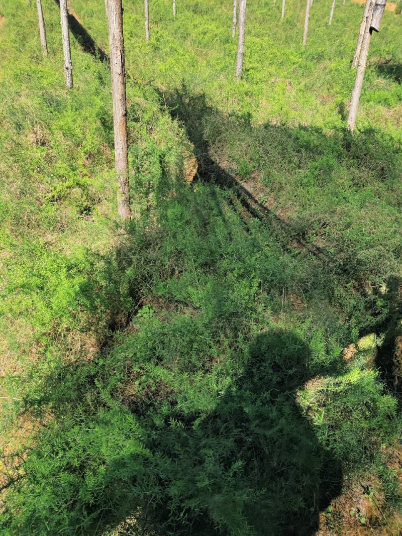云南文山天冬苗种植基地直供，质量保证，包教技术欢迎采购