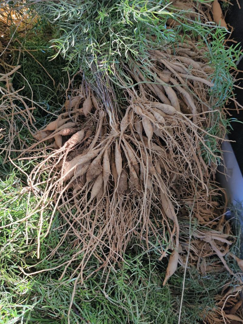 云南文山天冬苗种植基地直供，质量保证，包教技术欢迎采购