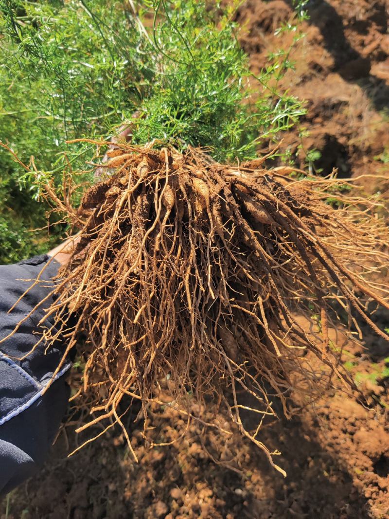 云南文山天冬苗种植基地直供，质量保证，包教技术欢迎采购