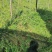 云南文山天冬苗种植基地直供，质量保证，包教技术欢迎采购