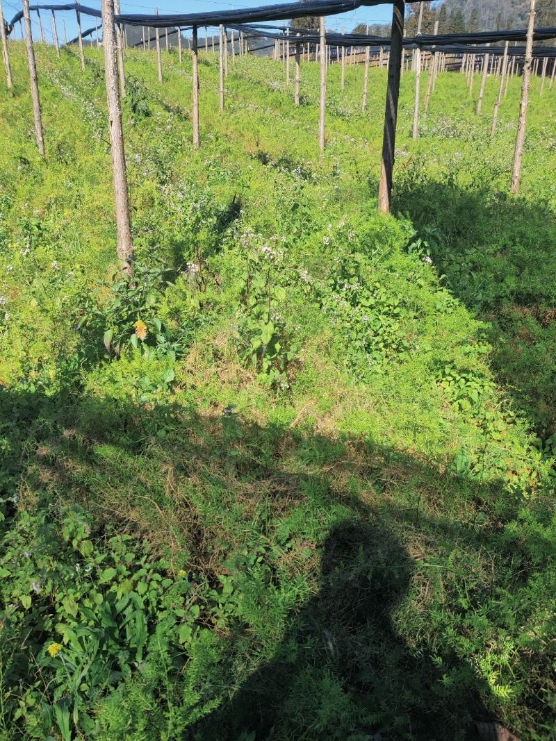 云南文山天冬苗种植基地直供，质量保证，包教技术欢迎采购