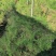 云南文山天冬苗种植基地直供，质量保证，包教技术欢迎采购