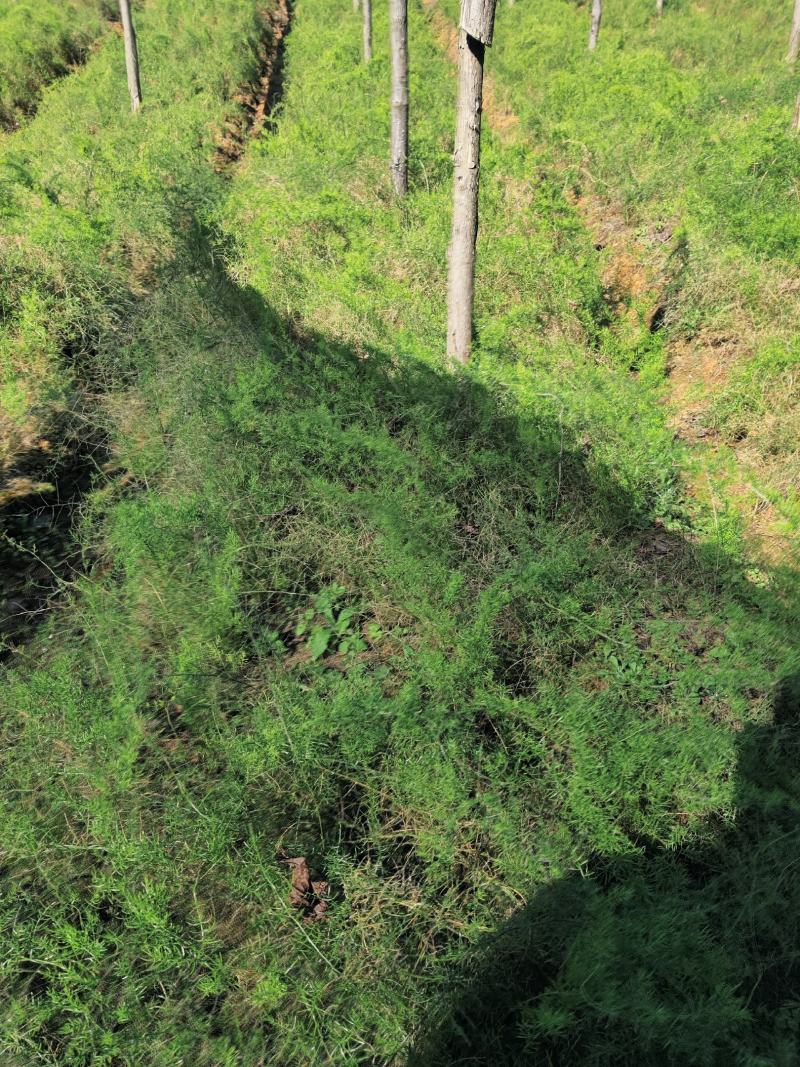 云南文山天冬苗种植基地直供，质量保证，包教技术欢迎采购