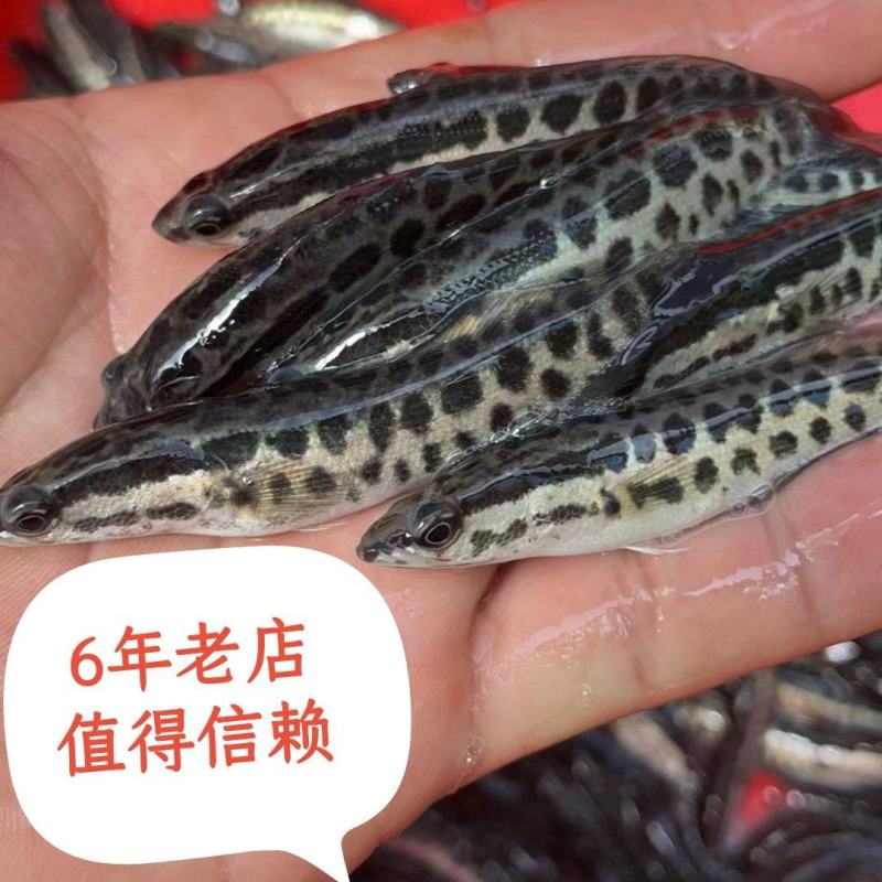 （热销）乌鳢鱼苗、黑鱼苗