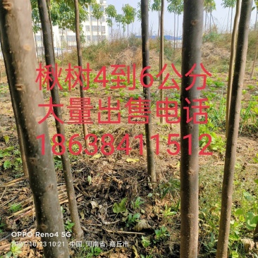楸树苗