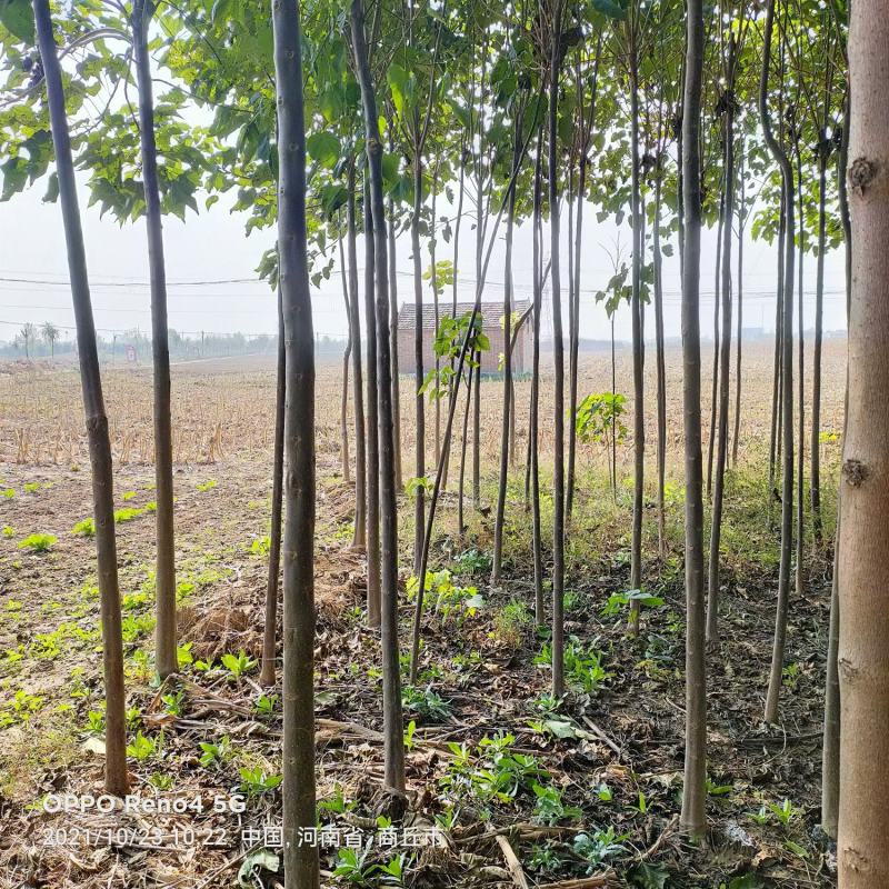 楸树苗