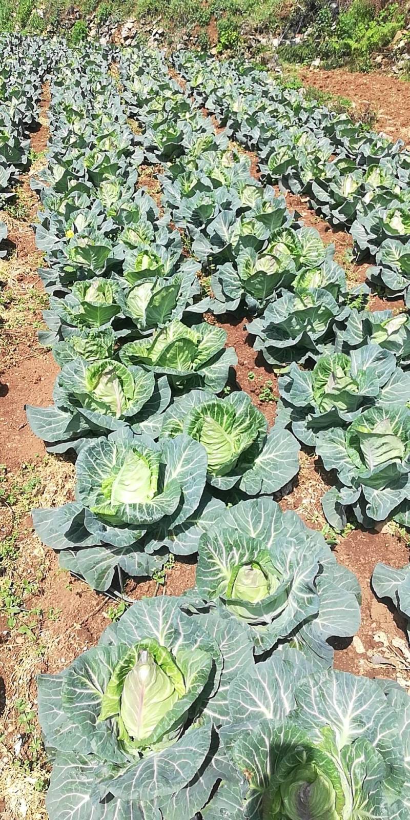 牛心甘蓝，无公害有机蔬菜，大量上市中，欢迎各位老板下单。