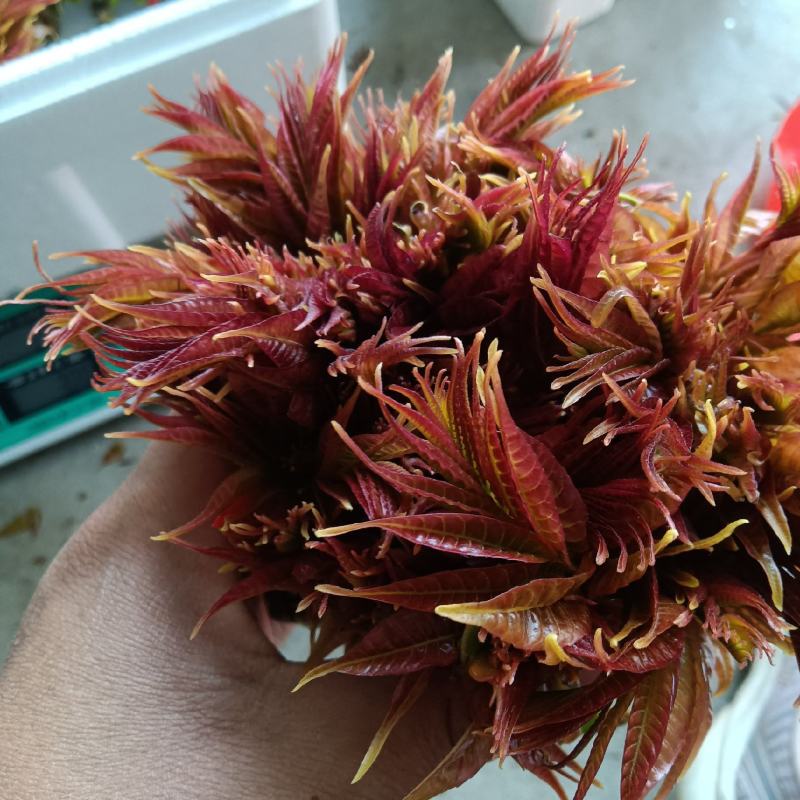 露天红油香椿芽预售，需要的朋友们速速前来选购吧