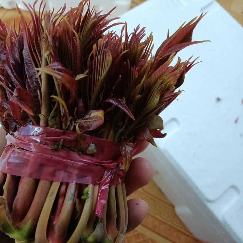 露天红油香椿芽预售，需要的朋友们速速前来选购吧