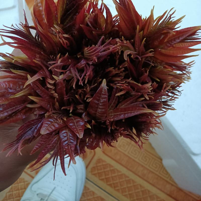 露天红油香椿芽预售，需要的朋友们速速前来选购吧