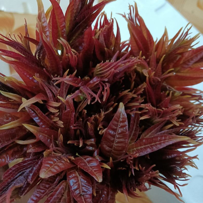 露天红油香椿芽预售，需要的朋友们速速前来选购吧