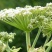 白芷种子包芽率包邮，支持大货批发零售