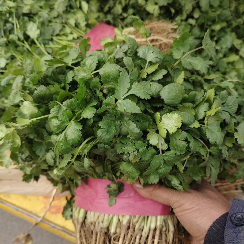 【香菜】大叶香菜，15-35公分，量大质优产地直发，4斤装