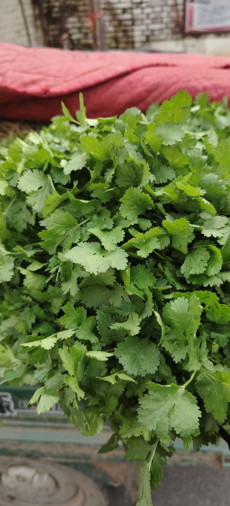 【香菜】大叶香菜，15-35公分，量大质优产地直发，4斤装