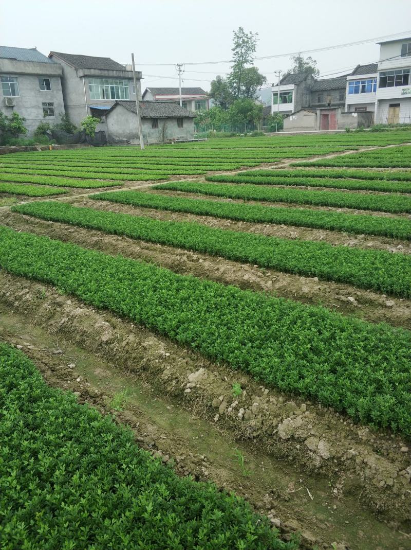 枳壳苗，枸橘苗，枳壳砧木重庆无病害苗，基地直供