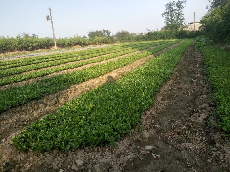 枳壳苗，枸橘苗，枳壳砧木重庆无病害苗，基地直供