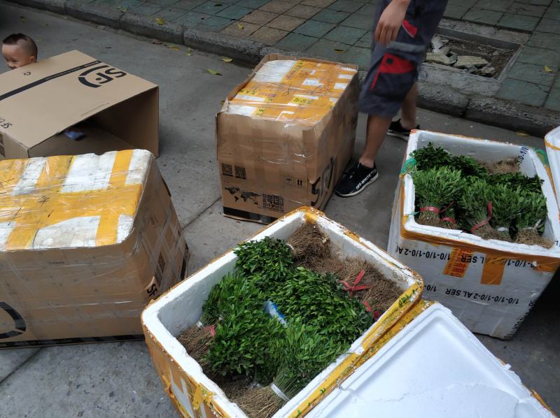 枳壳苗，枸橘苗，枳壳砧木重庆无病害苗，基地直供