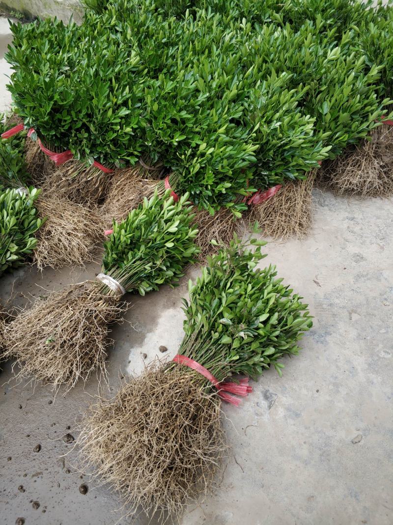 枳壳苗，枸橘苗，枳壳砧木重庆无病害苗，基地直供