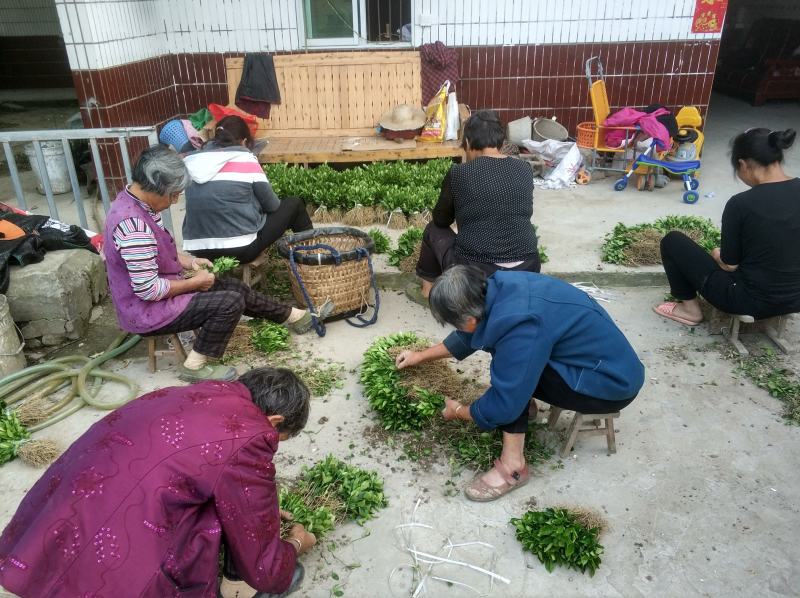 枳壳苗，枸橘苗，枳壳砧木重庆无病害苗，基地直供