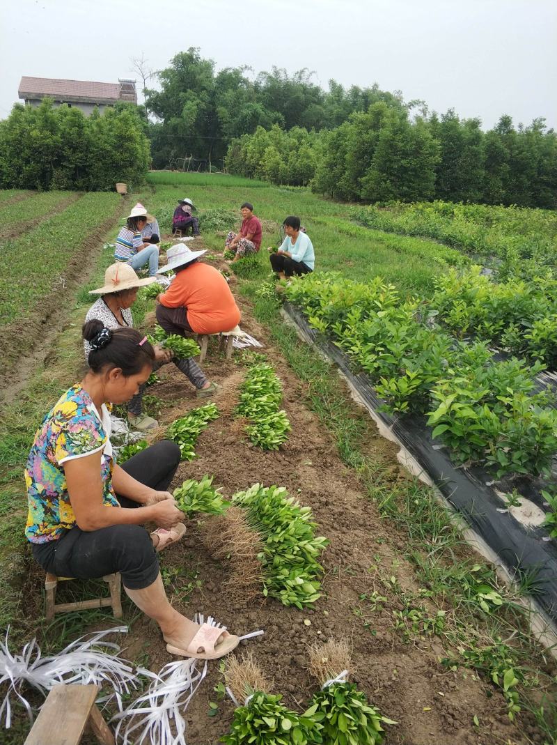 枳壳苗，枸橘苗，枳壳砧木重庆无病害苗，基地直供