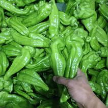 四川省攀枝花米易青皮泡椒，二青条，可供商超市场，全程代办