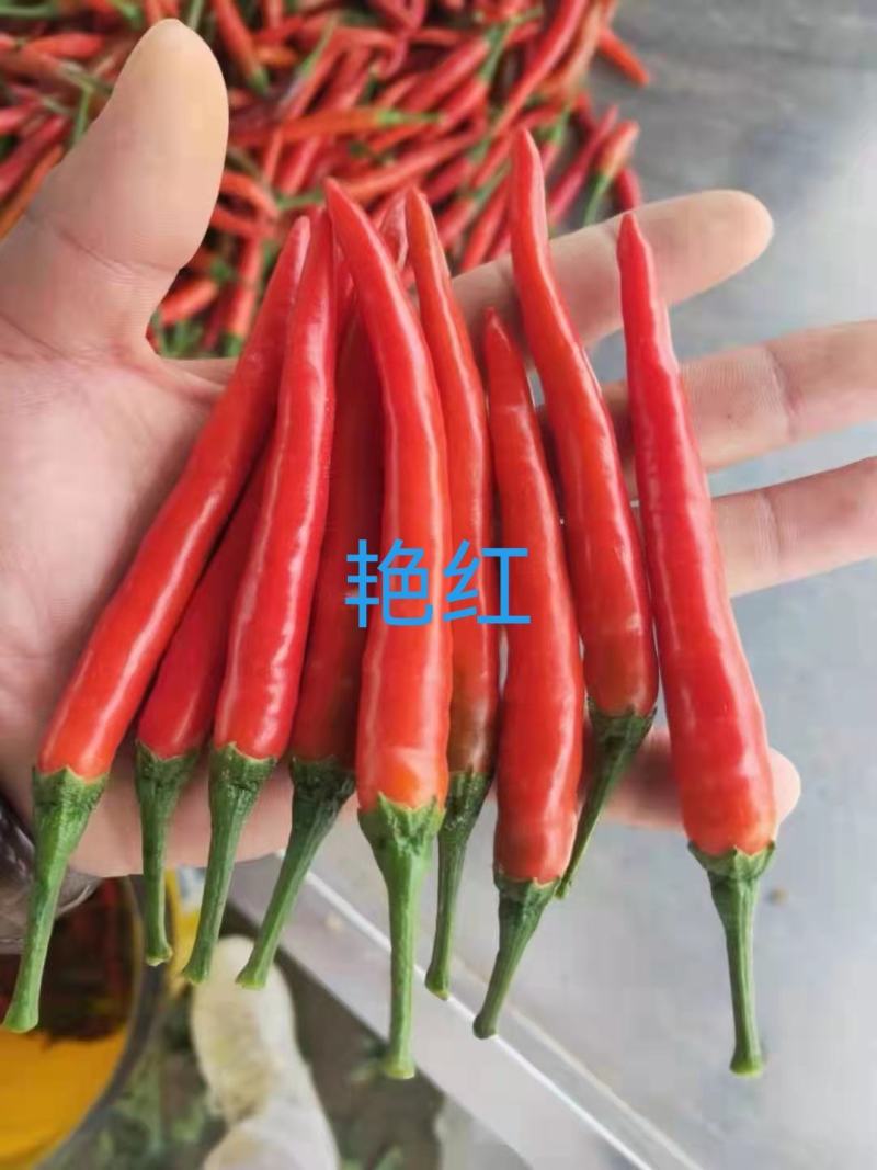 高产辣椒苗，螺丝椒，龙椒，长线椒，羊角椒