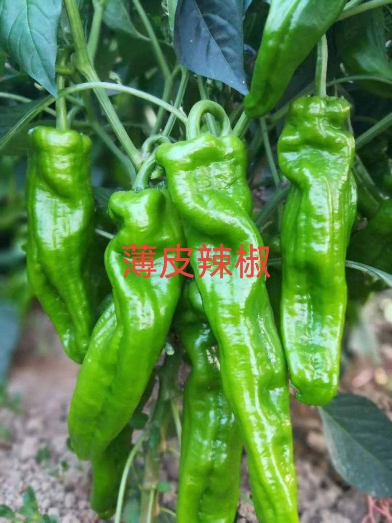 高产辣椒苗，螺丝椒，龙椒，长线椒，羊角椒