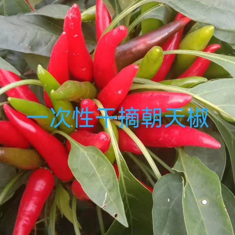 高产辣椒苗，螺丝椒，龙椒，长线椒，羊角椒