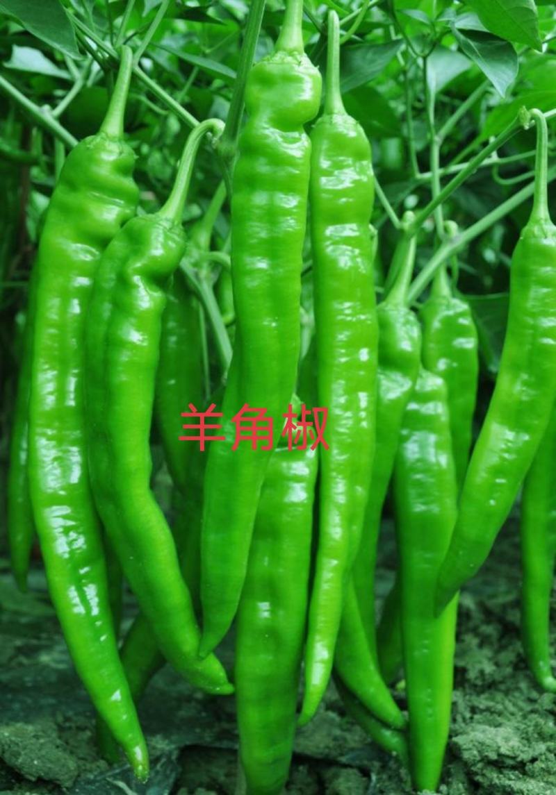 高产辣椒苗，螺丝椒，龙椒，长线椒，羊角椒
