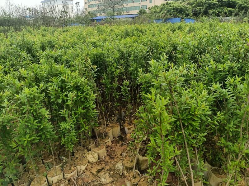 大果石榴树