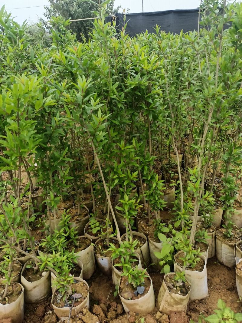 大果石榴树